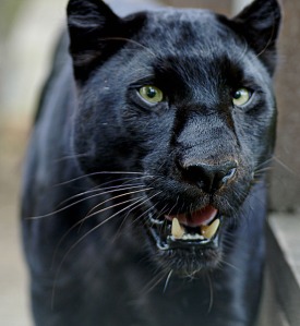 A violent black panther